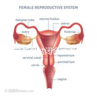 美容院骨盆閉合術(shù)騙局公開,不但沒用還會(huì)造成損傷要小心