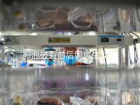 卵泡破裂前后同房生女孩不可信！想要懷女兒送你這3招