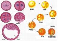 卵泡破裂后多久排卵?要想受孕更容易,這個(gè)時(shí)間別錯(cuò)過(guò)!