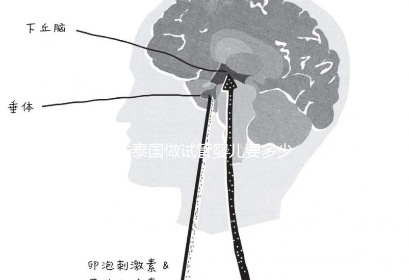 去泰國(guó)做試管嬰兒要多少錢(去泰國(guó)做試管嬰兒要多少錢泰幣)