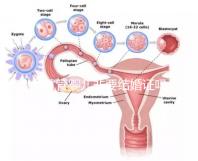 做試管嬰兒非要結(jié)婚證嗎?做試管嬰兒一定需要結(jié)婚證嗎?