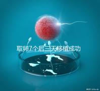 取卵7個后三天移植成功率真不低,關鍵要滿足這5大條件