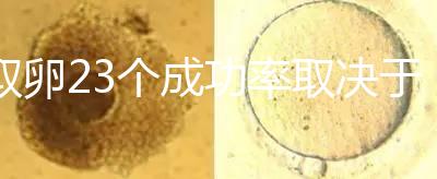 取卵23個成功率取決于養(yǎng)囊數(shù)?一般能配成胚胎就都有希望