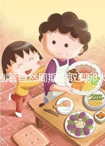 別管自然周期沒取到卵大夫當時會不會說了，沒通知這么辦