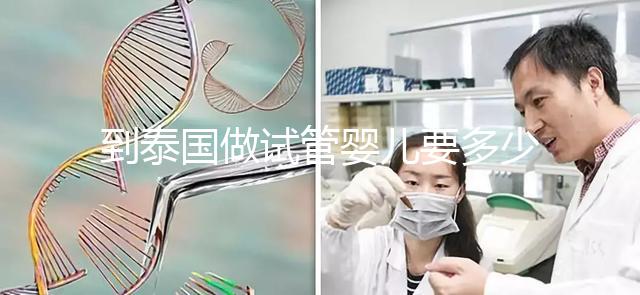 到泰國(guó)做試管嬰兒要多少錢（到泰國(guó)做試管嬰兒要多少錢費(fèi)用）