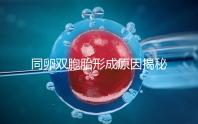 同卵雙胞胎形成原因揭秘,發(fā)育過程圖帶你弄清其中原理