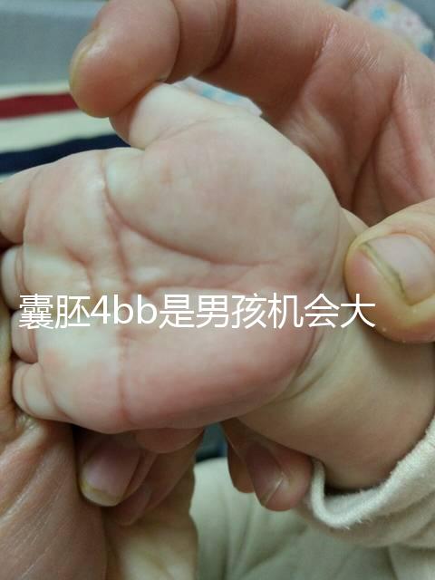 囊胚4bb是男孩機(jī)會大嗎?生男生女概率都只有50%