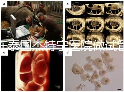 在泰國杰特寧醫院做試管嬰兒的費用明細和醫院排名清單，輕松規劃你的試管旅程！