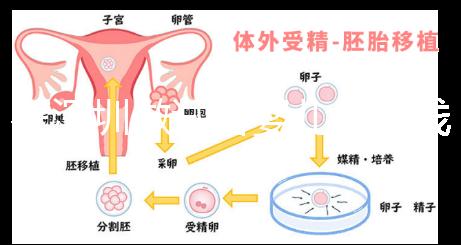 在深圳做試管嬰兒多少錢一次？各大醫(yī)院成功率及費(fèi)用看這里