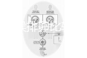 什么時(shí)候排卵比較容易?
