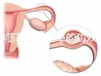 伸筋草(伸筋草的功效作用與主治)
