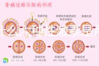 為什么六種性激素是月經第二