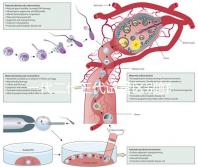 一代二代三代試管區別鮮胚(一代 二代 三代試管)