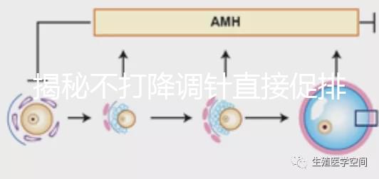 揭秘不打降調針直接促排的影響,是否妨礙懷孕一目了然