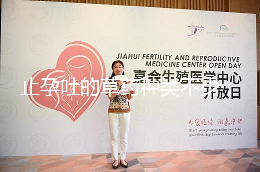 止孕吐的草藥種類不少,胡椒草、半夏…幫你輕松渡過孕早期