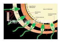 正常內(nèi)分泌檢查報(bào)告單圖片大全,一分鐘弄懂檢測結(jié)果怎么看