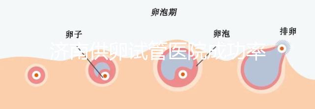 濟南供卵試管醫(yī)院成功率排名公布，私立機構(gòu)也不能包生男孩