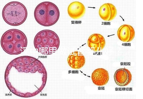 漢中哪里做試管嬰兒好？西京or唐都醫院是首選