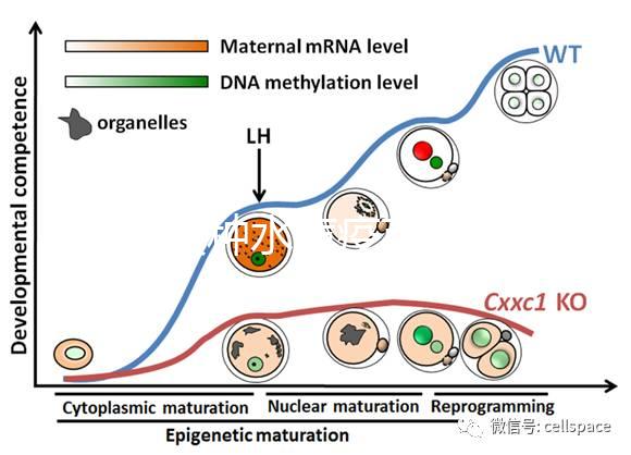 寶寶接種水痘疫苗后≠100%安全，不知道怎么辦看這3點(diǎn)