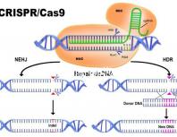 多個1.4cm的卵泡,促排后優勢卵泡數量達到,卻并非好事