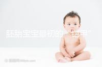 胚胎寶寶最初的“鎧甲”，圖解透明帶構成成分