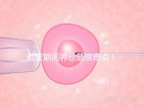 試管期間養(yǎng)倉鼠很難說！先了解對胎兒的影響再決定！