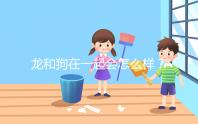 龍和狗在一起會怎么樣？相沖可以這樣解決