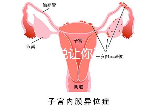 1分鐘解說讓你讀懂，排卵試紙白板一根線等各個反應