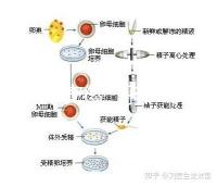 2024年安徽三孩產假政策更新，提前多久休息自然分娩或剖腹產？